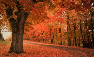 Massachusetts fall foliage